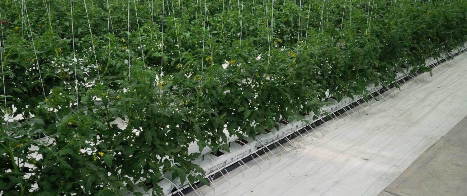 Hydroponic System Suppliers South africa